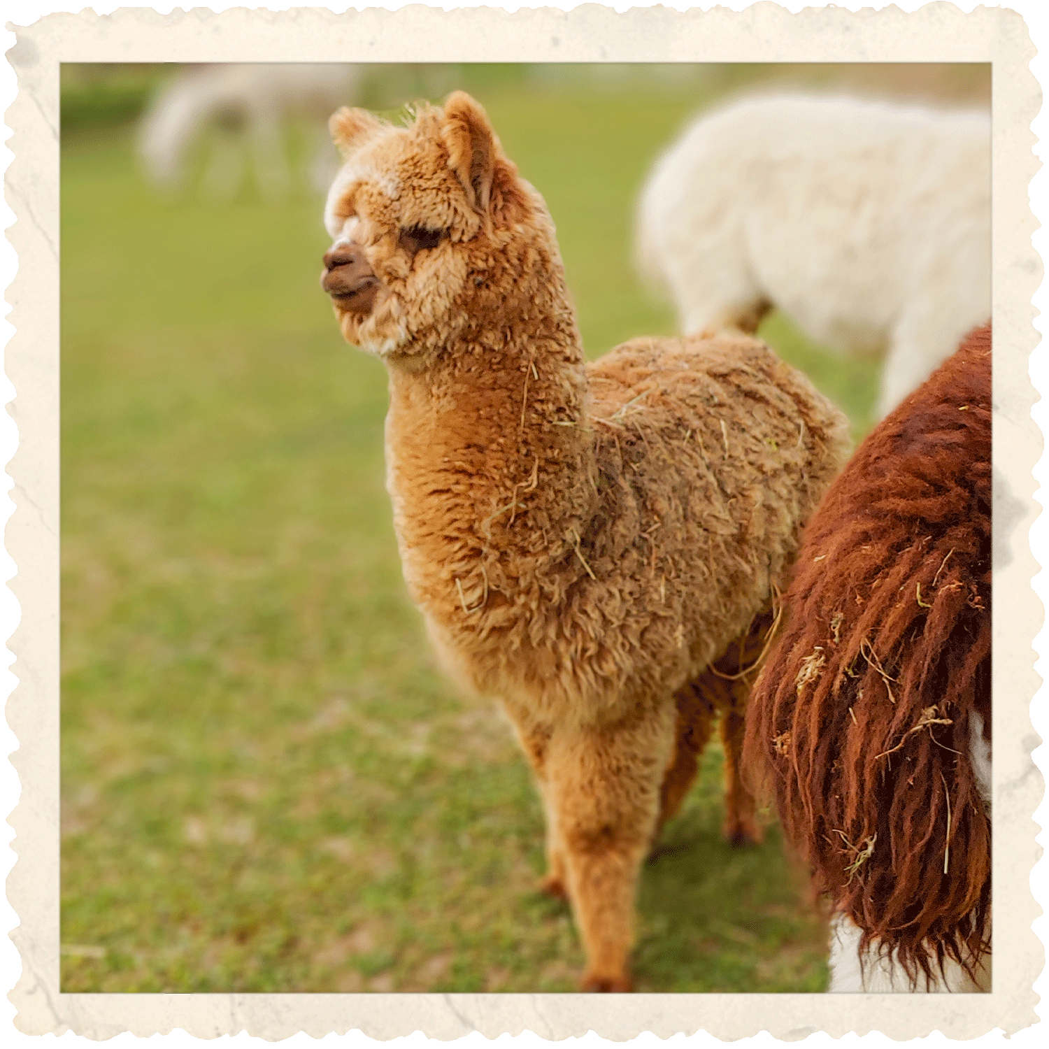 Cornflake_Profil-Foto